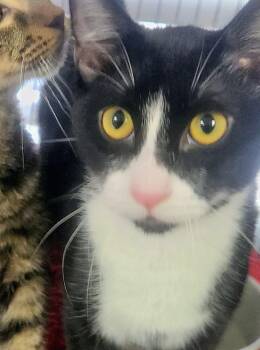 Domestic Short Hair Cats Available for Adoption - Sebastian | PetCurious