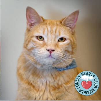 Rescue Domestic Short Hair Cats for Adoption in Lakewood, Colorado - Xochitl | PetCurious