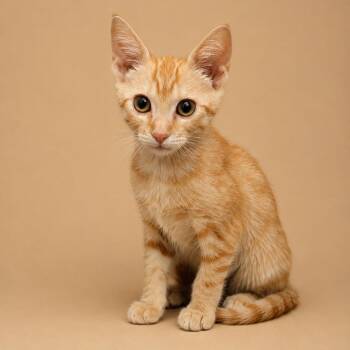 Butters -  Domestic Short Hair Cat for Adoption in Cleveland, Texas - Butters | PetCurious