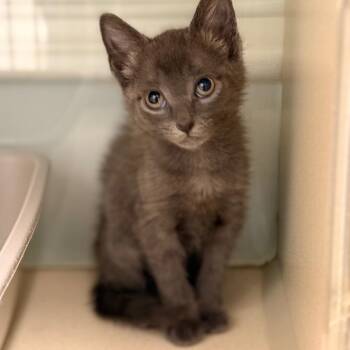 Bryer -  Domestic Short Hair Cat Available for Adoption in Cumming, Georgia - Bryer | PetCurious