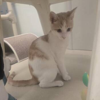 Domestic Short Hair Cats Available for Adoption in Phoenixville, Pennsylvania - MJ | PetCurious