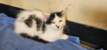 Cake -  Domestic Long Hair Cat for Adoption in Powder Springs, Georgia - Cake | PetCurious