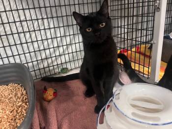 Rescue Domestic Short Hair Cats for Adoption in Raleigh, North Carolina - Bologna | PetCurious