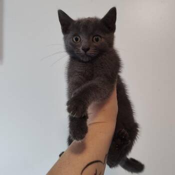 Snikt -  Domestic Short Hair Cat for Adoption in Durham, North Carolina - Snikt | PetCurious