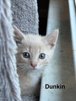 Dunkin -  Domestic Short Hair Cat for Adoption in Kenhorst, Pennsylvania - Dunkin | PetCurious
