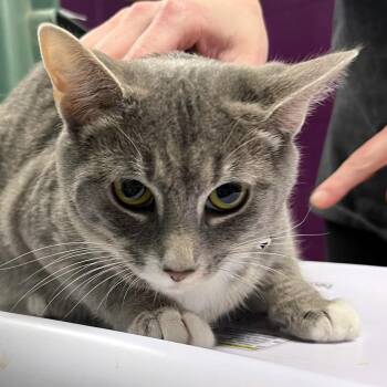 Domestic Short Hair Cats Available for Adoption in Olean, New York - Tulsa | PetCurious
