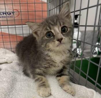 Rain Dove -  Domestic Short Hair Cat for Adoption in Sevierville, Tennessee - Rain Dove | PetCurious