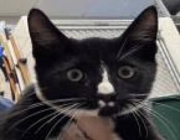 Rescue Domestic Short Hair Cats for Adoption in Largo, Florida - Johnny | PetCurious