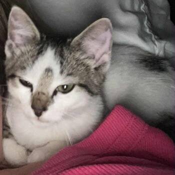 Rescue Domestic Short Hair Cats for Adoption in Wichita, Kansas - Booker T (2991235) | PetCurious