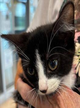 Rescue Domestic Short Hair Cats for Adoption in Pearland, Texas - KE$HA | PetCurious