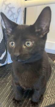 Rescue Domestic Short Hair Cats for Adoption in Chicago, Illinois - Onyx(Bjorn) | PetCurious