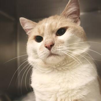 Domestic Short Hair Cats Available for Adoption - Porkchop | PetCurious