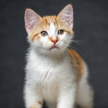 Triceratops C70169 -  Domestic Short Hair Cat for Adoption in Minnetonka, Minnesota - Triceratops C70169 | PetCurious