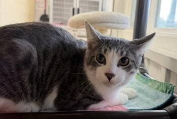 Benny -  Domestic Short Hair Cat for Adoption in Mauston, Wisconsin - Benny | PetCurious