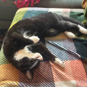 Luna -  Domestic Short Hair Cat for Adoption in Chicago, Illinois - Luna | PetCurious
