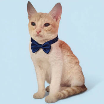 Rescue Domestic Short Hair Cats for Adoption in Grand Bay, Alabama - Scamp | PetCurious