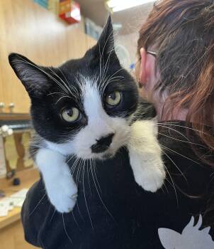 Domestic Short Hair Cats Available for Adoption in Sainte-angèle-de-monnoir, Quebec - DEMOSTHÈNE (CR/SC) | PetCurious