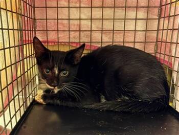 VINNIE -  Domestic Short Hair Cat for Adoption in Fort Myers, Florida - VINNIE | PetCurious