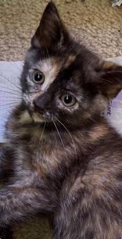 Domestic Short Hair Cats Available for Adoption in Chesapeake Beach, Maryland - Dorothy | PetCurious