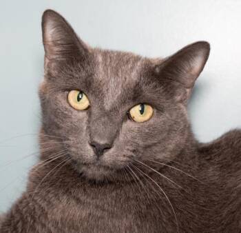 GRAY GRAY -  Domestic Short Hair Cat for Adoption in Boston, Massachusetts - GRAY GRAY | PetCurious