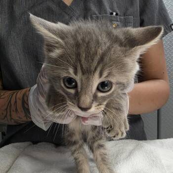 Pebble -  Domestic Short Hair Cat for Adoption in Newark, New Jersey - Pebble | PetCurious