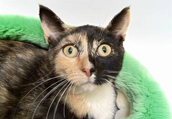 POSY -  Domestic Short Hair Cat for Adoption in Fort Lauderdale, Florida - POSY | PetCurious
