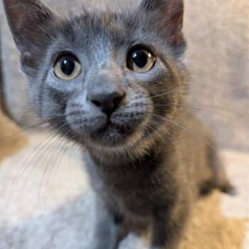 Domestic Short Hair Cats Available for Adoption in Madison, Wisconsin - Smudge | PetCurious