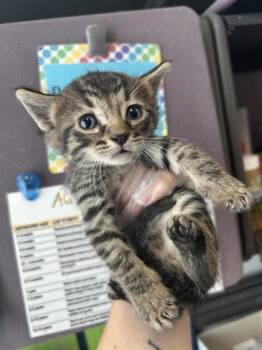 Peeta -  Domestic Short Hair Cat for Adoption in Salt Lake City, Utah - Peeta | PetCurious