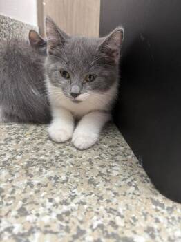 Cake Batter -  Domestic Short Hair Cat for Adoption in Van Wert, Ohio - Cake Batter | PetCurious