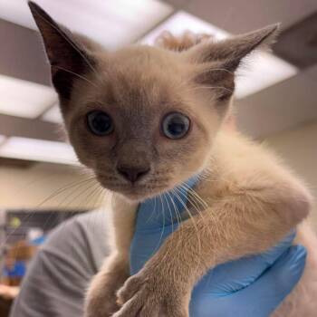 Chestnut 26-06-107 -  Domestic Short Hair and Siamese Cat for Adoption in Bastrop, Texas - Chestnut 26-06-107 | PetCurious