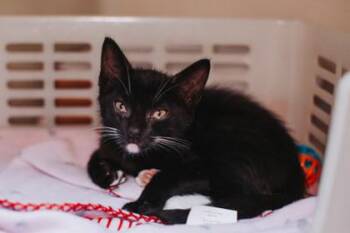 91218A Dudley- PetSmart West Ashley -  Domestic Short Hair Cat Available for Adoption in North Charleston, South Carolina - 91218A Dudley- PetSmart West Ashley | PetCurious