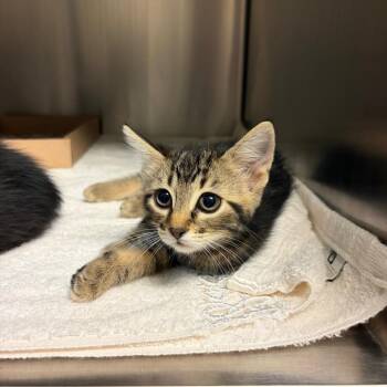 Tess -  Domestic Short Hair Cat for Adoption in Council Bluffs, Iowa - Tess | PetCurious