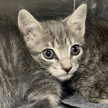 Tatiana -  Domestic Short Hair Cat for Adoption in Palm Springs, California - Tatiana | PetCurious