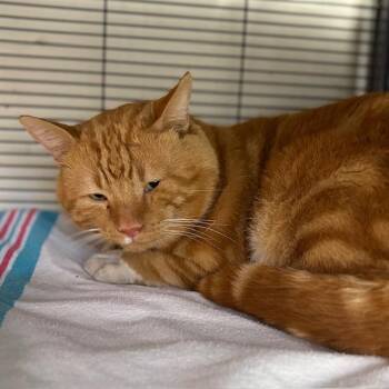 Rescue Tabby Cats for Adoption - Tango Diesel | PetCurious