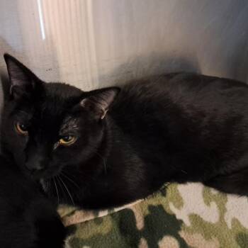 Lottie -  Domestic Short Hair Cat for Adoption in Concord, New Hampshire - Lottie | PetCurious