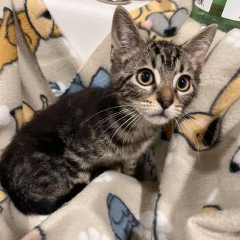 Quartz -  Domestic Short Hair Cat for Adoption in Washburn, Missouri - Quartz | PetCurious