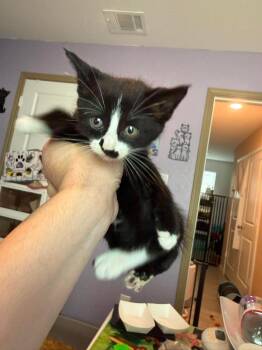 Larkspur -  Russian Blue Cat for Adoption in New Braunfels, Texas - Larkspur | PetCurious
