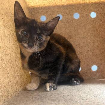 TUSC-Wildlife-85376 -  Domestic Short Hair Cat for Adoption in Tuscaloosa, Alabama - TUSC-Wildlife-85376 | PetCurious