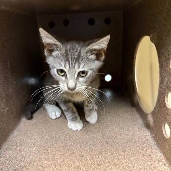 Mr.Worldwide -  Domestic Short Hair Cat for Adoption in Pasadena, California - Mr.Worldwide | PetCurious