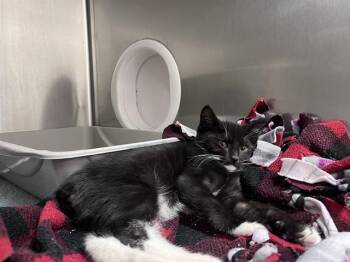 PUPCAT -  Domestic Short Hair Cat for Adoption in Kent, Washington - PUPCAT | PetCurious