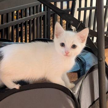 NORMAN -  Domestic Short Hair Cat for Adoption in Richmond, California - NORMAN | PetCurious