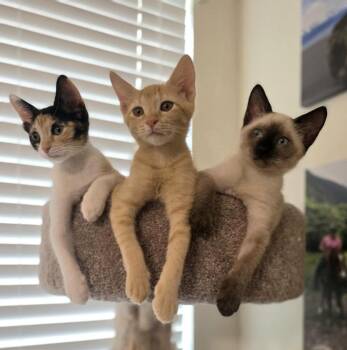 Jazz -  Siamese and American Shorthair Cat for Adoption in Austin, Texas - Jazz | PetCurious
