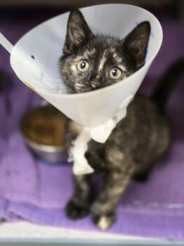A071955 -  Domestic Short Hair Cat for Adoption in Aliquippa, Pennsylvania - A071955 | PetCurious
