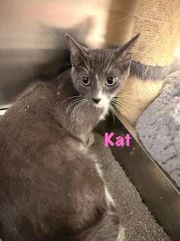 Domestic Short Hair Cats Available for Adoption in Hazlet, New Jersey - Kat | PetCurious