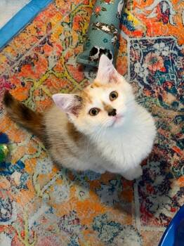 Montana -  Domestic Short Hair Cat for Adoption in Trenton, New Jersey - Montana | PetCurious