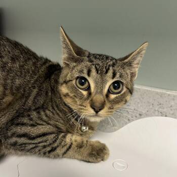 Sullivan -  Domestic Short Hair Cat for Adoption in Leander, Texas - Sullivan | PetCurious