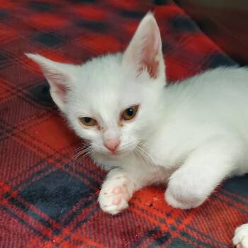 Lucky -  Domestic Medium Hair Cat for Adoption in Lake Jackson, Texas - Lucky | PetCurious