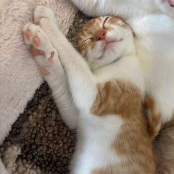 Rescue Domestic Short Hair Cats for Adoption in Webster, Texas - Queen Elizabeth II | PetCurious