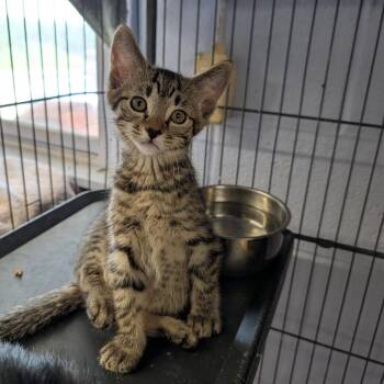 Rune -  Domestic Short Hair Cat for Adoption in Cape Girardeau, Missouri - Rune | PetCurious