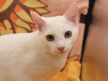 Domestic Short Hair Cats Available for Adoption in Portland, Oregon - Antler | PetCurious